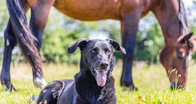 VMD blog explores AMR surveillance in pets and horses